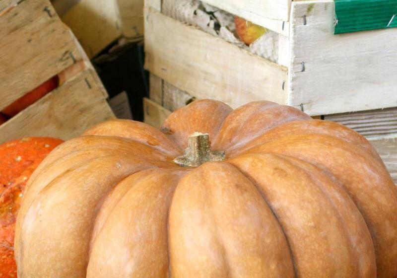 groenten en fruit herfst